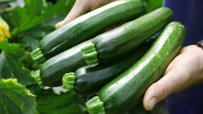 un par de manos sosteniendo varios calabacines