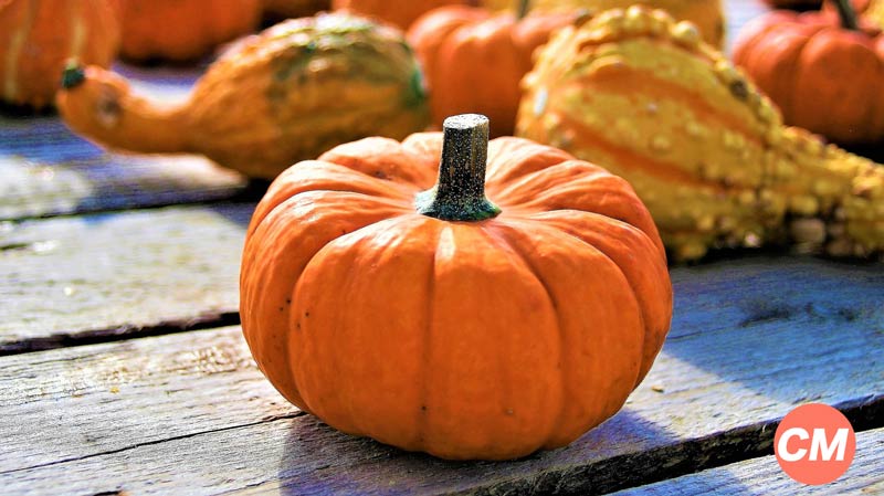 una calabaza en el centro y en el fondo otras con diferentes formas