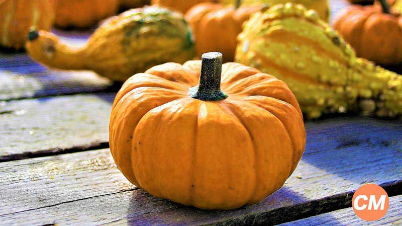 una calabaza en el centro y otras en el fondo-recetas para calabaza
