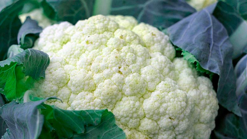 coliflor rodeada de hojas