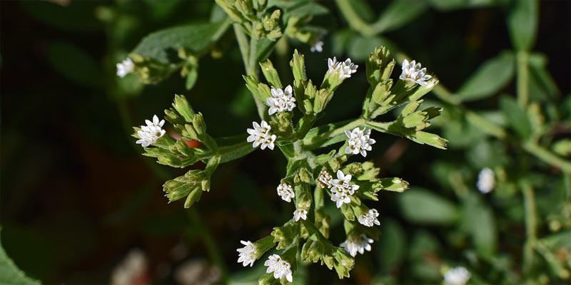Planta de stevia