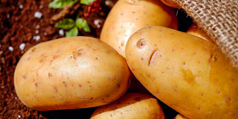 patatas sobre tierra que tiene unas pocas hojas verdes