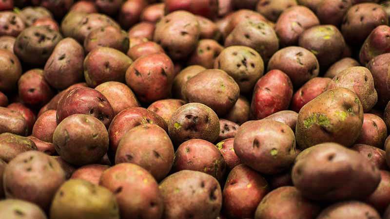 muchas patatas marrones y moradas unas encima de otras