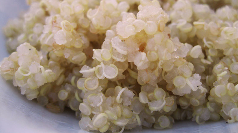quinoa en detalle sobre recipiente blanco