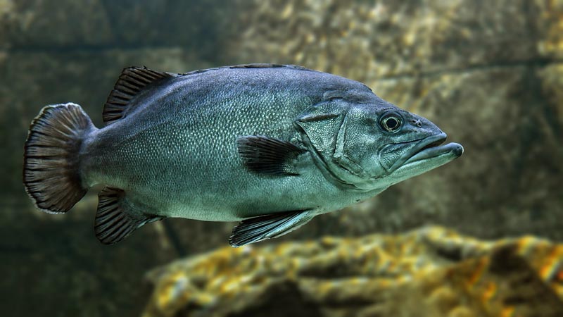 pescado azul nadando