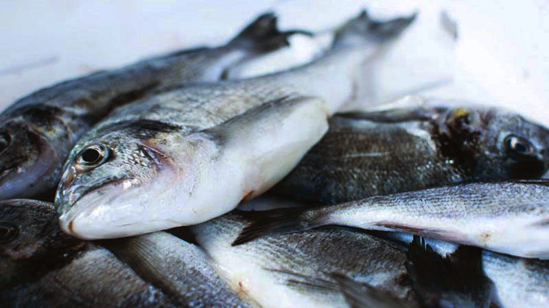 muchos pescados unos encima de otros