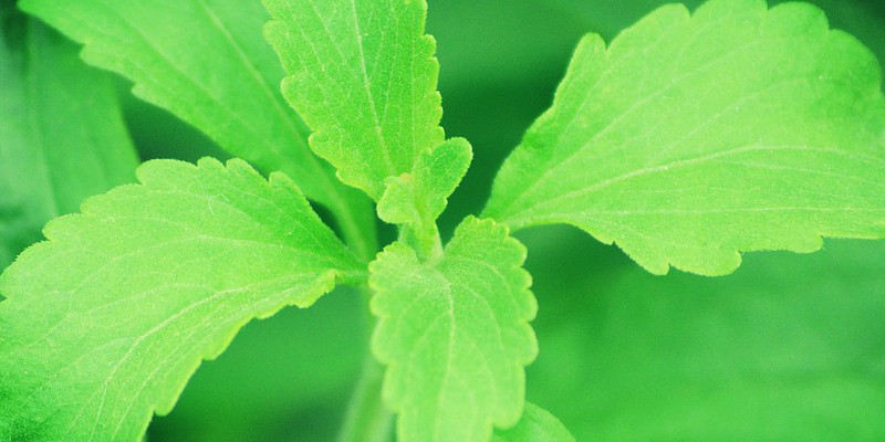 Hoja de estevia
